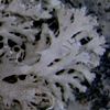 Anaptychia ciliaris ciliaris